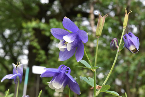 おだまき,植物,オダマキ