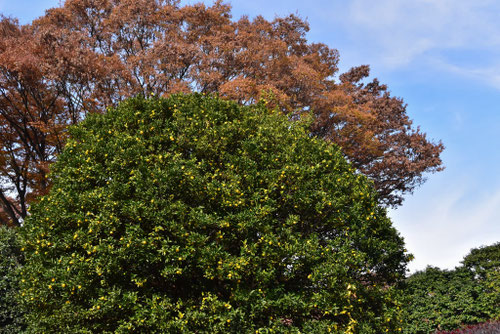 橘,タチバナの木,たちばな