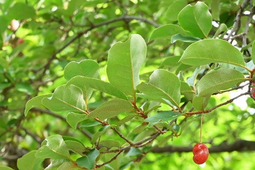 ナツグミの木の葉,なつぐみ
