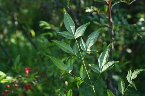 なんてん,ナンテン,南天の木の葉,南天