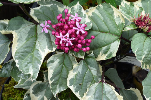 ボタンクサギ／ぼたんくさぎ／牡丹臭木 - 庭木図鑑 植木ペディア