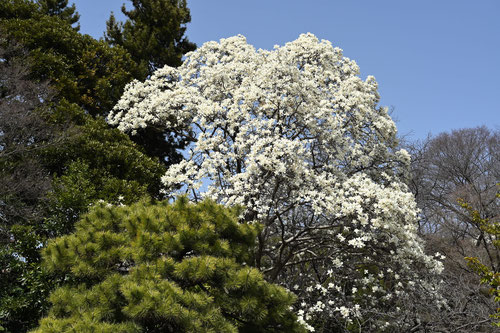 白蓮の木