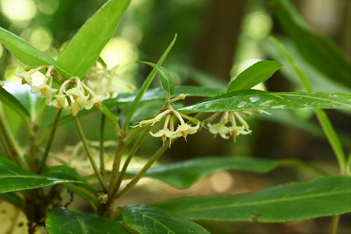 百両,植物,カラタチバナ