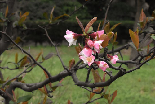 ボケの花,木瓜の木の花,まぼけ
