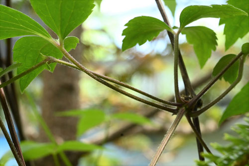 はんしょうづる,ハンショウヅル,植物