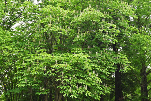 Horse chestnut,picture