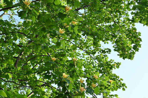 ユリノキ,Tulip tree,flower