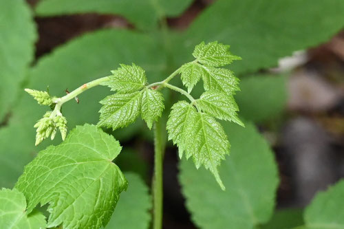 とりあししょうま,植物