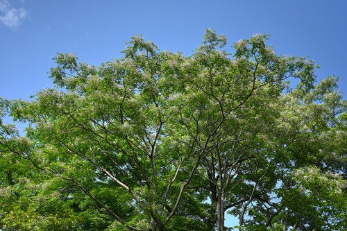 センダンの木,せんだん,栴檀,樹木