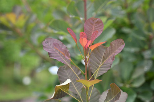 葉っぱが赤い木