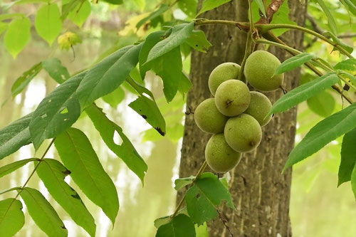 縄文時代の食糧