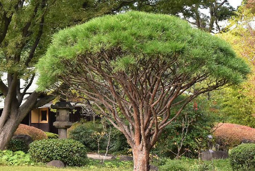 あかまつ,アカマツの種類