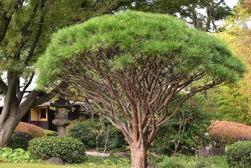 赤松,あかまつ,アカマツの種類