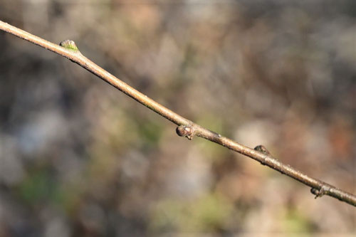 かじのき,植物,カジノキ