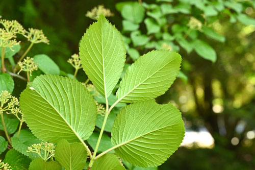 やぶでまり,植物,ヤブデマリ