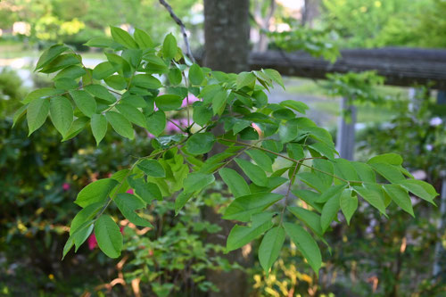 おおもくげんじ,樹木