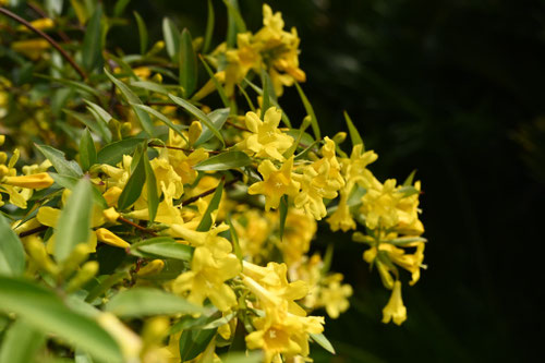 Carolina jasmine,trumpet flower
