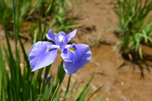 はなしょうぶ,花の色