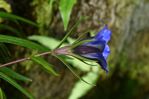 Japanese gentian