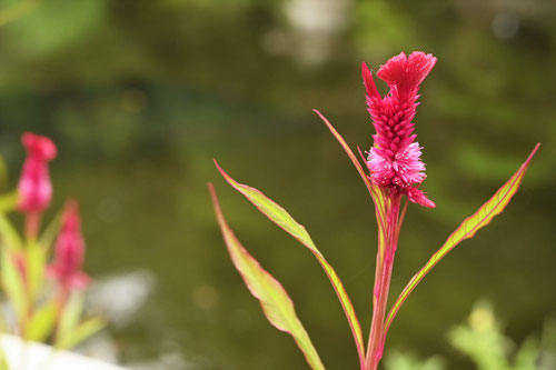 ケイトウ けいとう 鶏頭 庭木図鑑 植木ペディア ケイトウ けいとう 鶏頭 庭木図鑑 植木ペディア