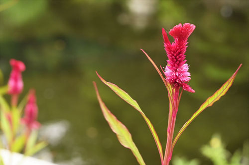 開花時期