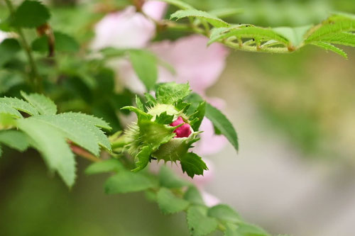 開花時期,はこねばら,サンショウバラ