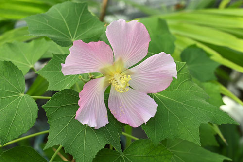 先島芙蓉の花