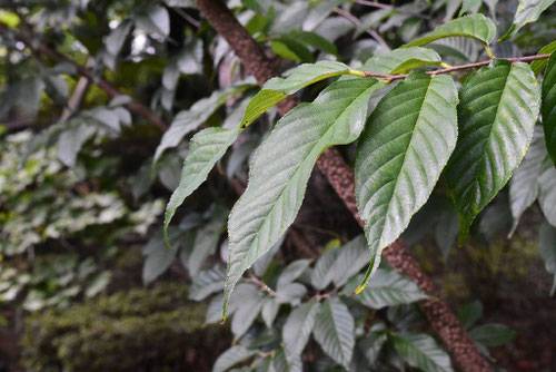植物,ネコノチチ,ねこのちち,樹木