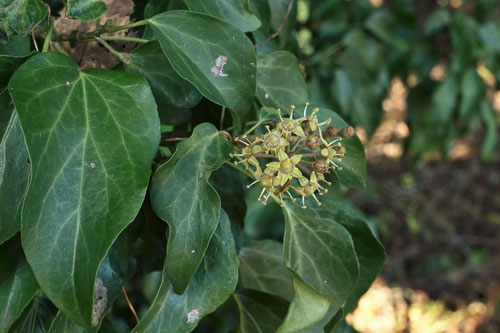 キヅタの花,きづた,開花時期