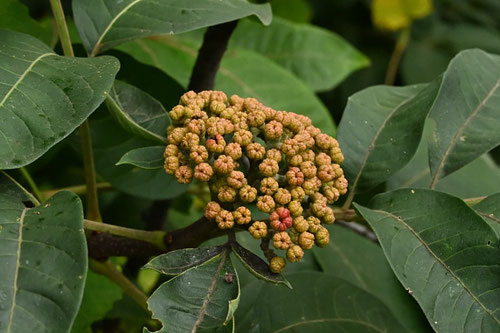 ゴシュユの木,果実,ごしゅゆ