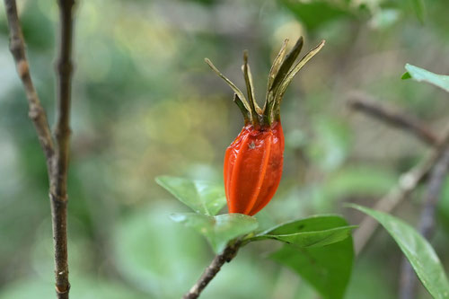 クチナシ,fruits of gardenia,Japan