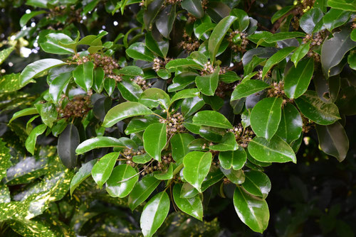 クロガネモチ,くろがねもち,樹木