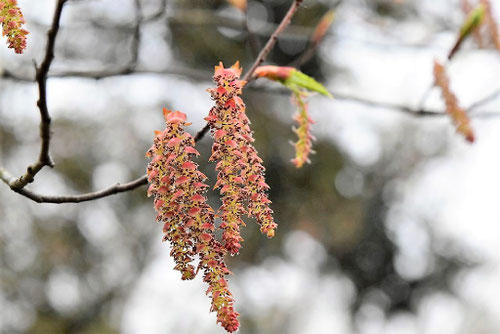 Yahoo!オークション - 【盆栽】赤芽ソロ アカシデ (赤芽ソロ) [模様木