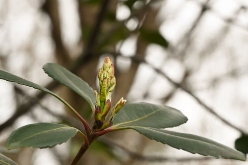 シャリンバイ,しゃりんばい,葉っぱ,車輪梅