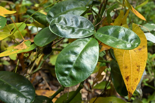 みやまとべら,植物,絶滅危惧,ミヤマトベラ