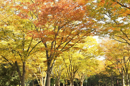 ケヤキ,Zelkova,picture,けやき　
