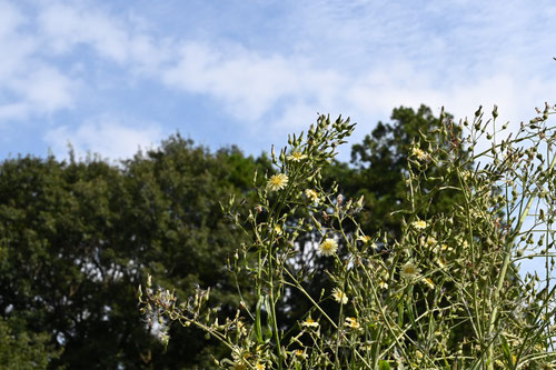 アキノノゲシ,開花時期,あきののげし