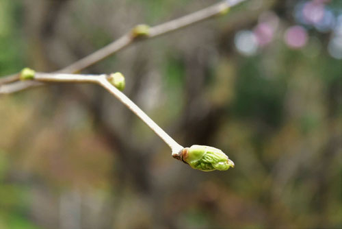 楮の新芽,こうぞ,樹木