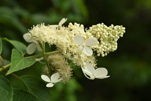 ノリウツギの花,サビタ,画像,のりうつぎ