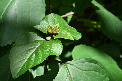 Rose glorybower,ボタンクサギ