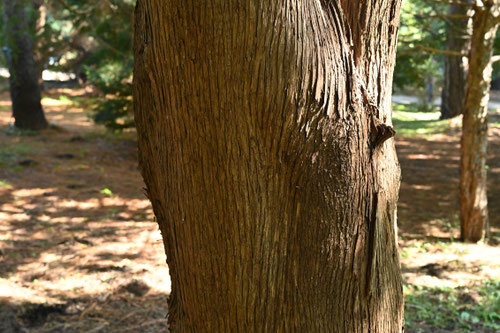 Chinese arborvitae,trunk