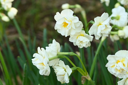 水仙の花,種類