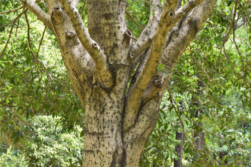 金木犀,きんもくせい,樹皮,キンモクセイ