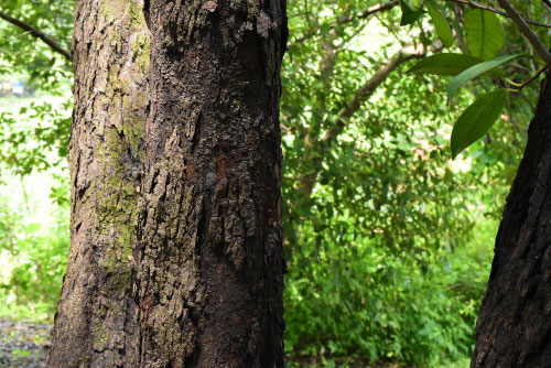 かなめもち,幹,カナメモチの木
