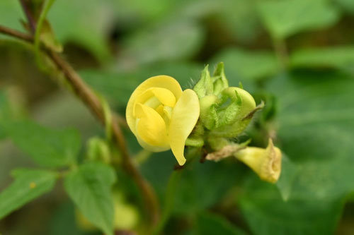 Japanese black azuki bean,flower