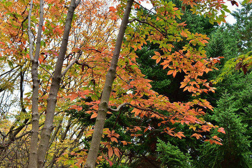 メグスリノキ,紅葉,画像,めぐすりのき,植物