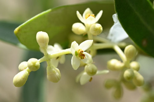 雄花,雌花,おりーぶ