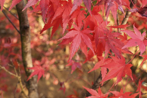 山モミジの紅葉,やまもみじ,植物