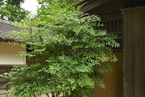 なんてん,ナンテン,庭木図鑑,南天の木