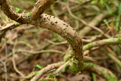 creeping cedar,picture